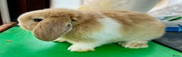 Mini Lop rabbits for sale: Mini Lops for sale READY NOW - Advert 25