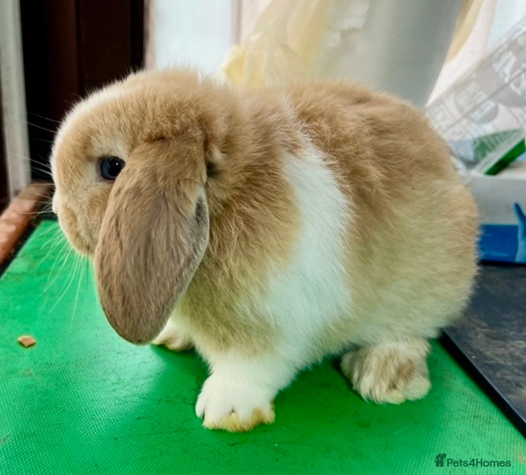 Mini Lop rabbits for sale: Mini Lops for sale READY NOW - Advert 25