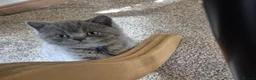 British Shorthair cats for sale: Purebred british shorthair kittens in Wigton - Advert 12
