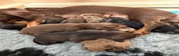 Dachshund dogs for sale: Dachshund puppies  - Advert 8