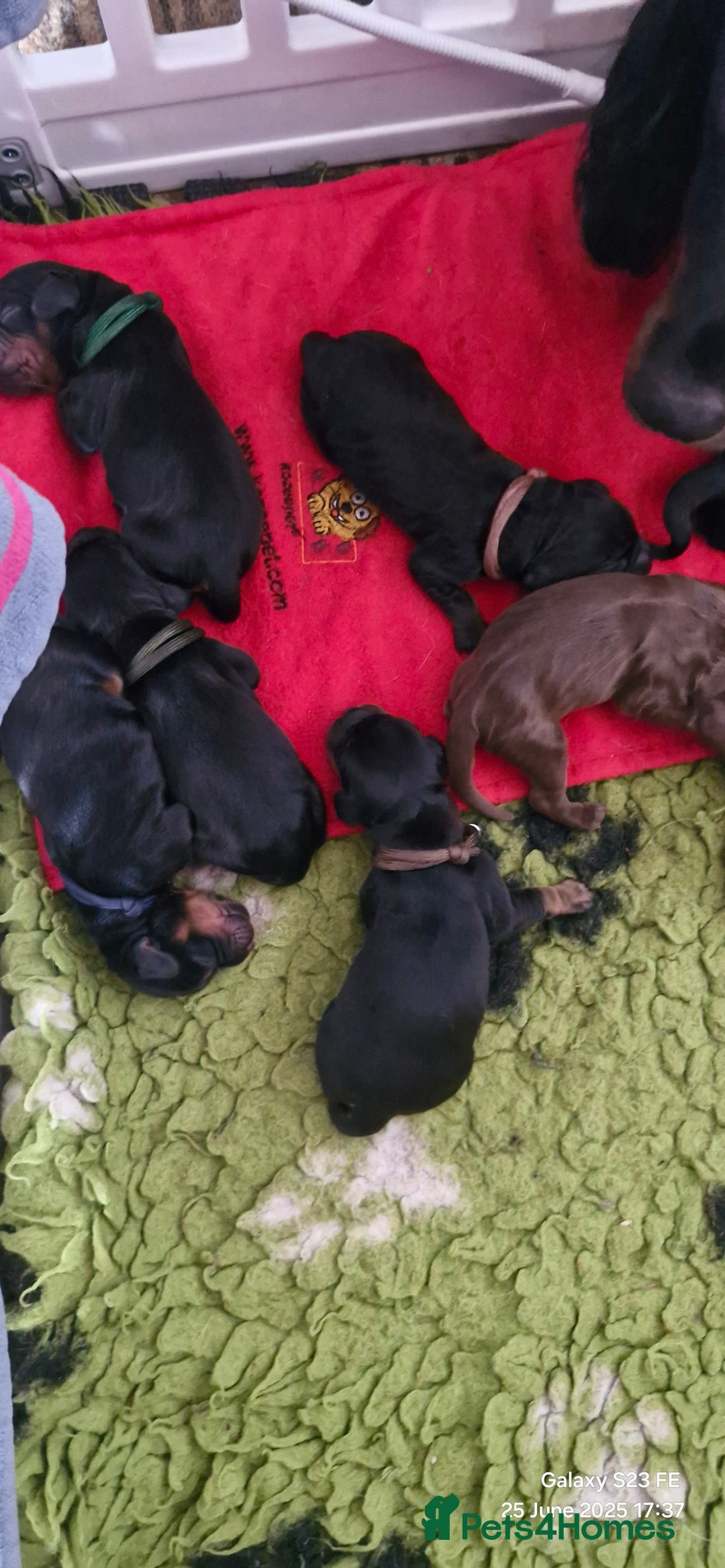 Cocker Spaniel dogs for sale: Cocker Spaniel puppies - Image 1