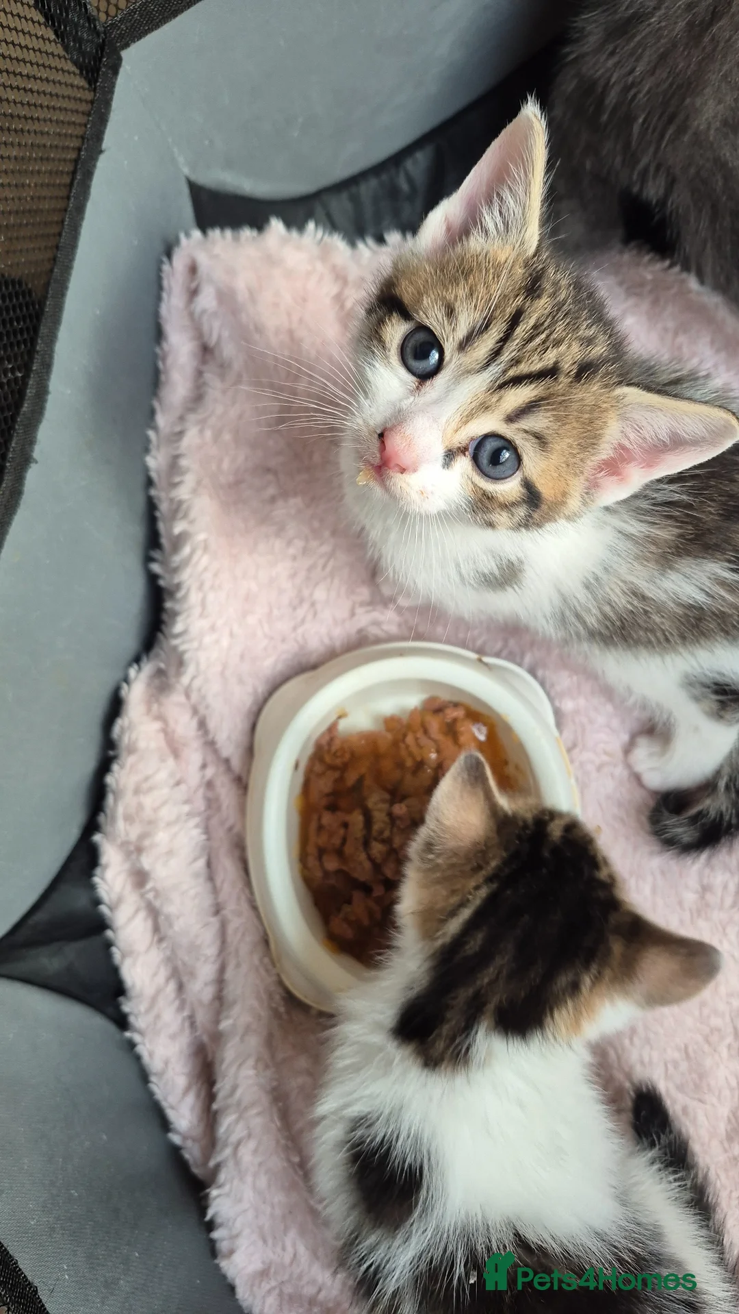 Mixed Breed cats for sale: Cute Tabby Kittens – £60 Each or £100 the Pair - Advert 4