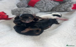 Mixed Breed dogs for sale: Beautiful Mini Yorkshire Terrier/ Biewer Litter  - Image 3