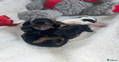 Mixed Breed dogs - Advert 6