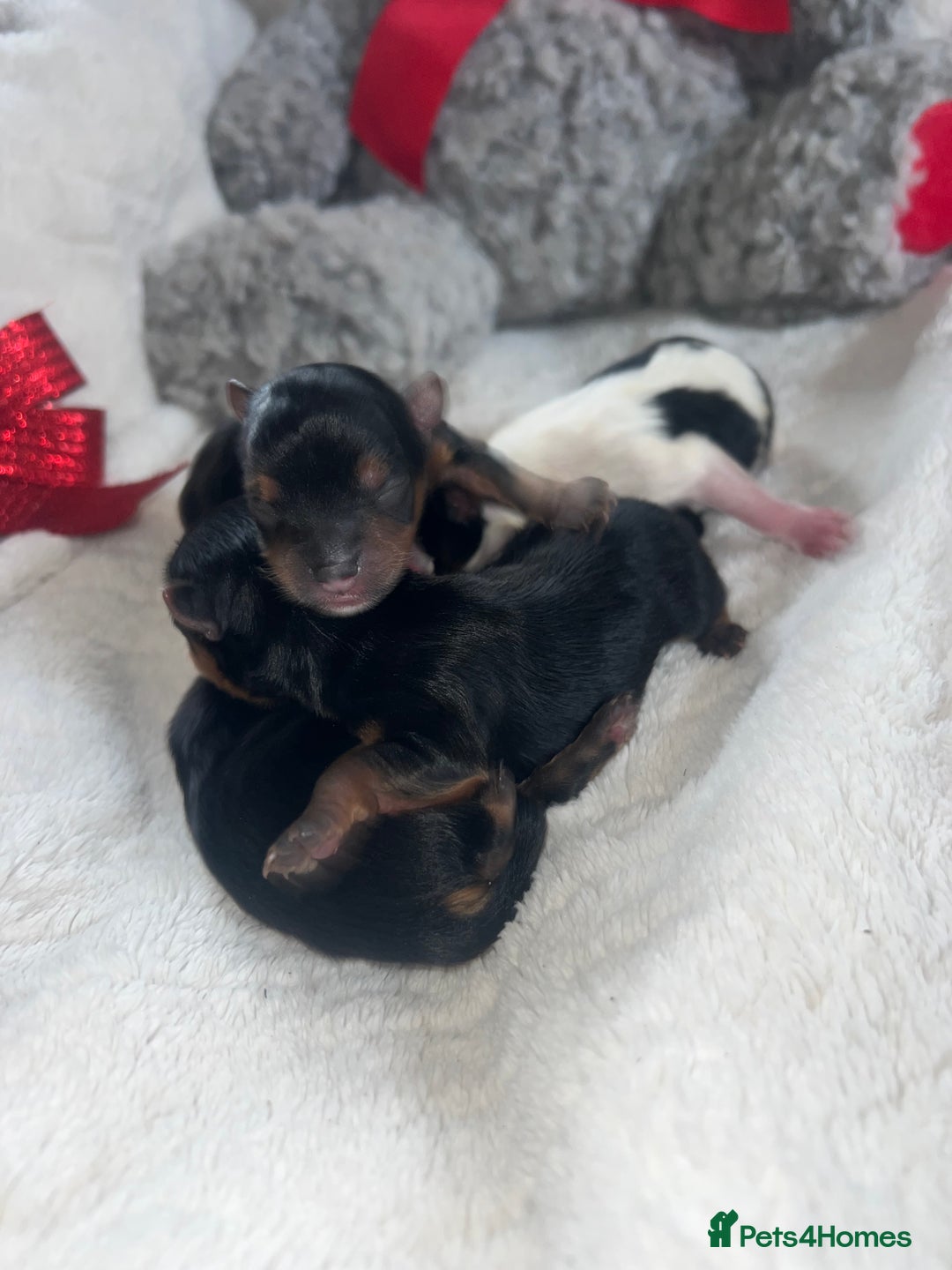 Mixed Breed dogs for sale: Beautiful Mini Yorkshire Terrier/ Biewer Litter  - Image 3