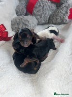 Mixed Breed dogs - Advert 6