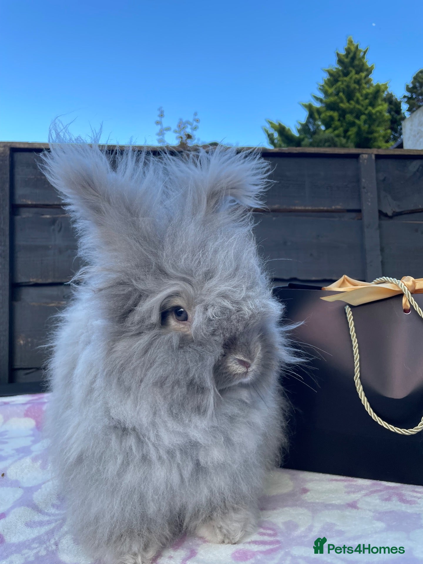 Angora rabbits Beautiful Maxi Faced English Angora Girl - Advert 5