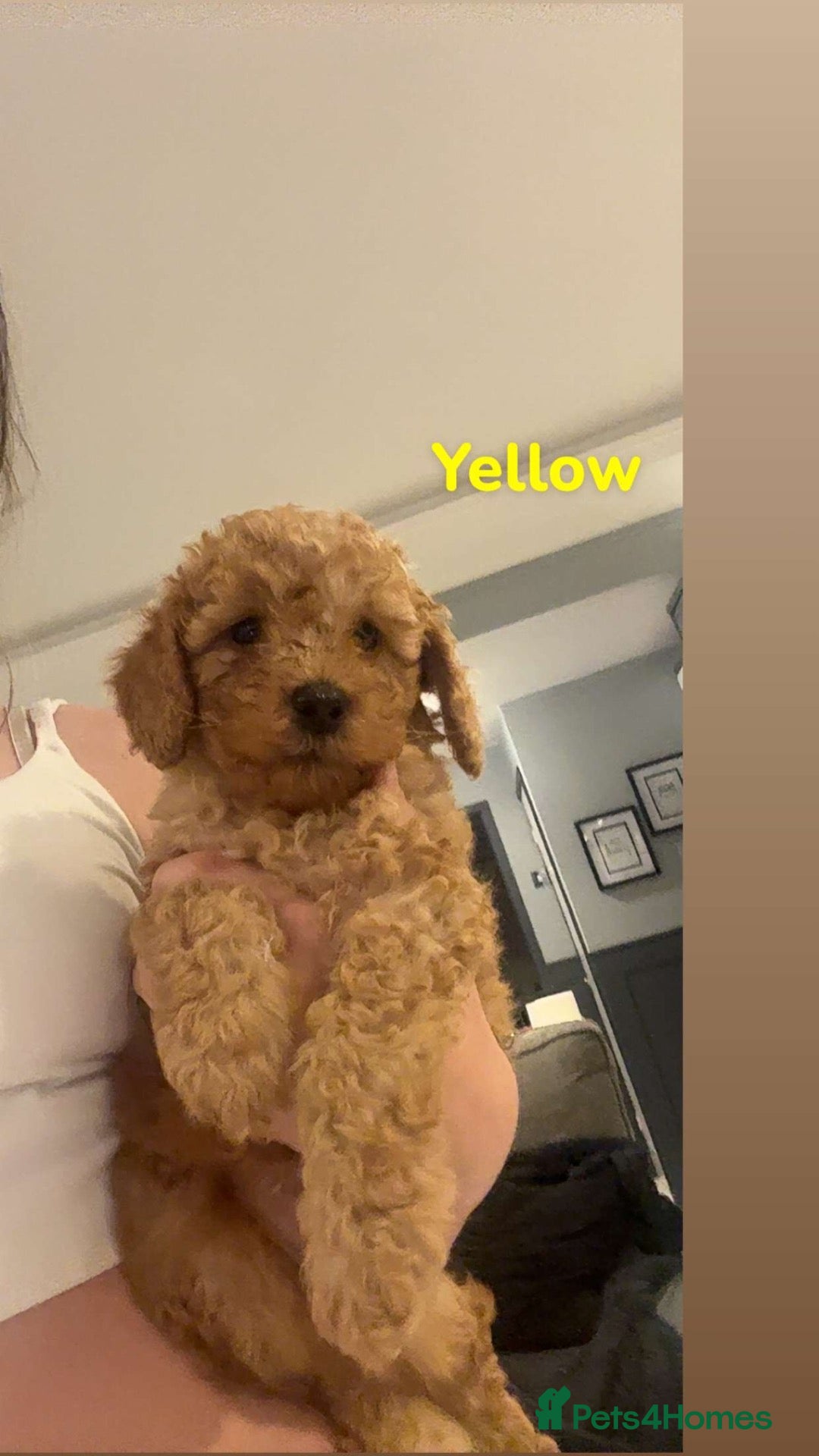 Cockapoo dogs for sale: LAST ONE- STUNNING RED COCKAPOO PUPPIES - Advert 1