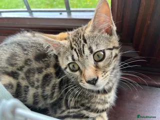 Bengal cats Reduced!! Ready Now! Bengal/Ragdoll Cross - Advert 6