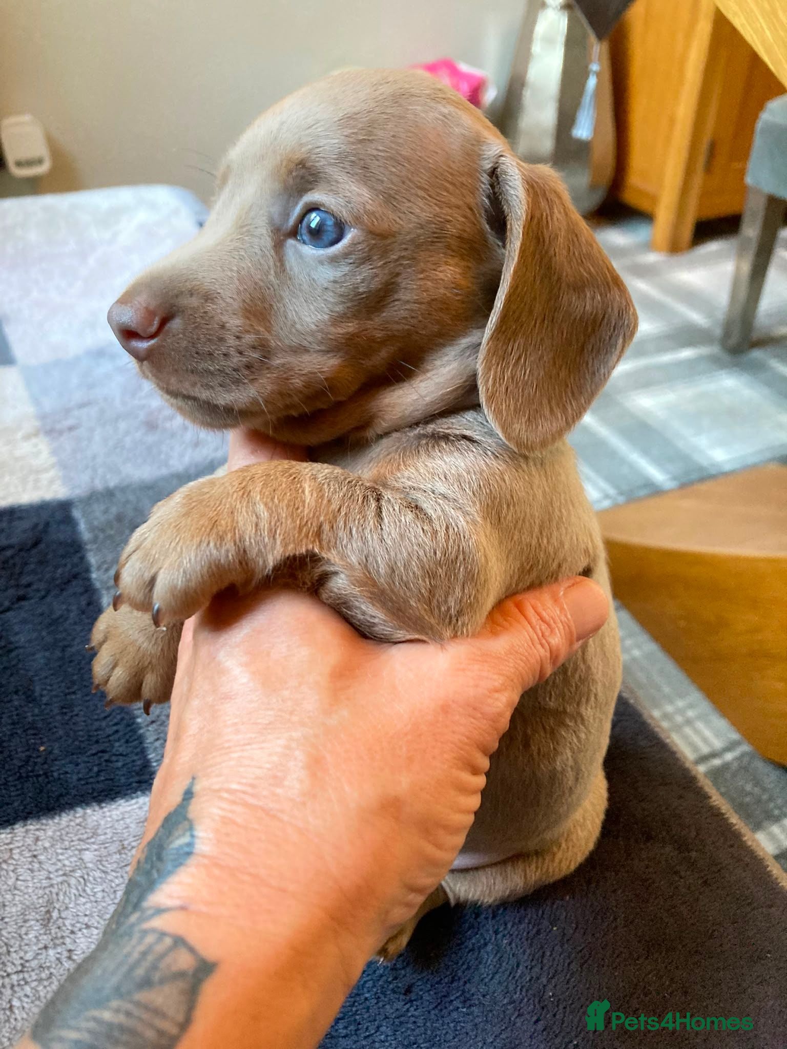 Miniature Dachshund dogs True KC Reg-Minature Dachshund Pups (Smooth Coat). - Advert 2