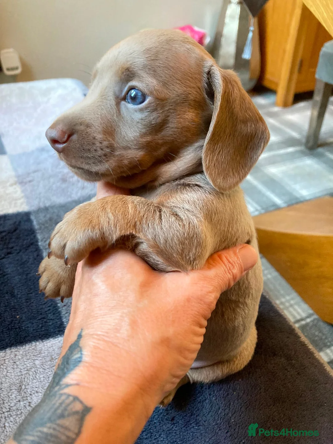 Miniature Dachshund dogs for sale: True KC Reg-Minature Dachshund Pups (Smooth Coat). - Advert 2