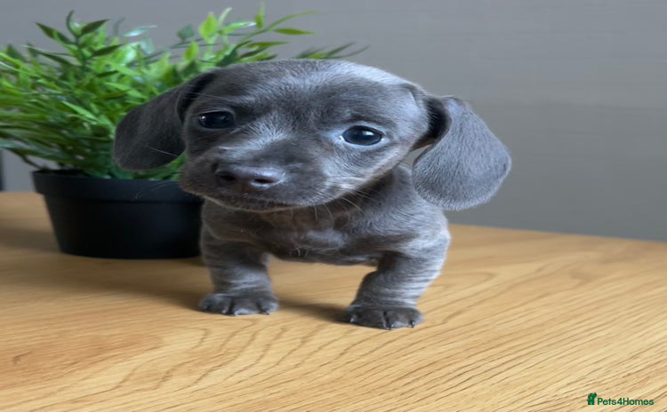 Miniature Dachshund dogs - Advert 5
