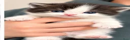 Persian cats for sale: Half Persian kittens  - Advert 6