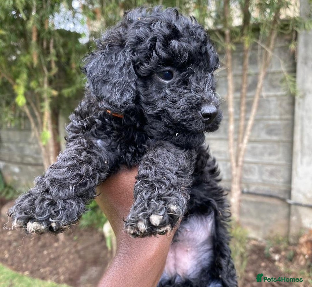 Miniature Poodle dogs for sale: 💌 To Loving Homes Only: - Image 5