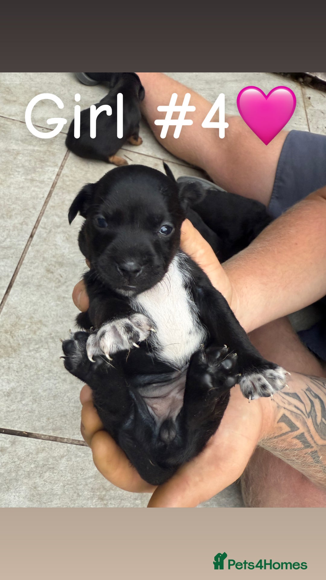 Patterdale Terrier dogs for sale: Patterdale terrier puppies for sale  - Image 5
