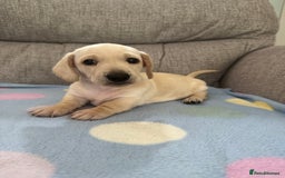Miniature Dachshund dogs for sale: 🥰 Cream Dapple smooth haried Dachshunds 🥰 - Image 6