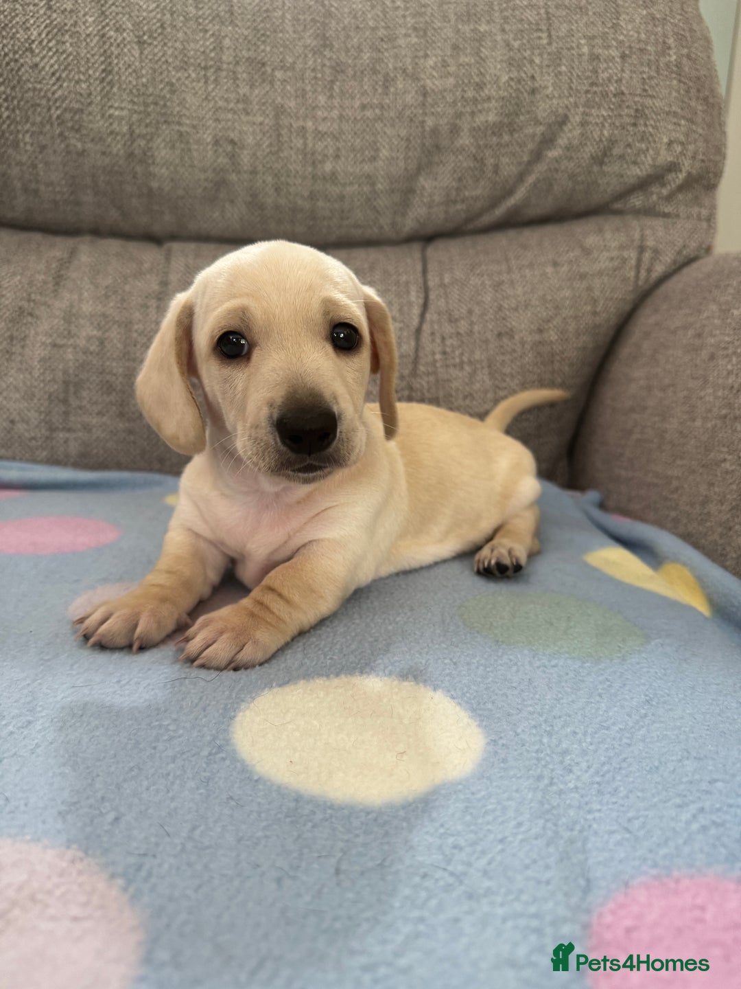 Miniature Dachshund dogs for sale: 🥰 Cream Dapple smooth haried Dachshunds 🥰 - Image 6