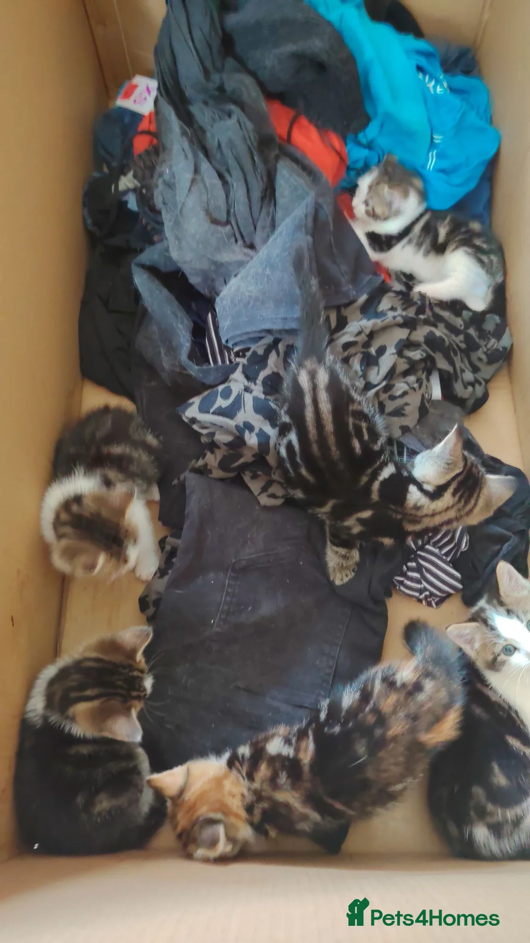 British Shorthair cats for sale: 6 Beautiful Kittens available 4 x Female 2 x Male - Advert 18