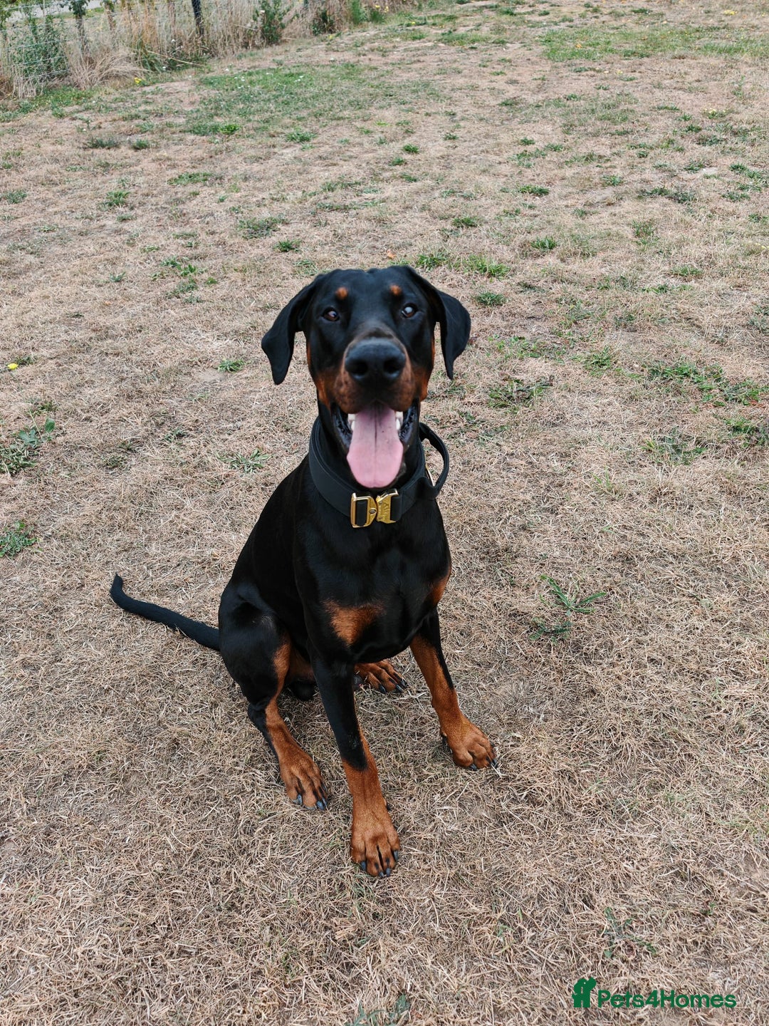 Dobermann dogs for sale: ⭐️ Pregnancy confirmed FULL EUROPEAN DOBERMANN ⭐️ - Image 9