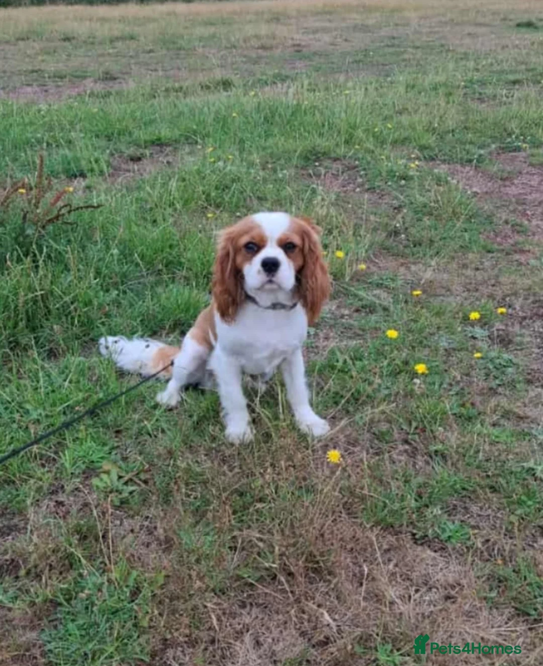 Cavalier King Charles Spaniel dogs for sale: King charles cavalier puppies - Advert 2