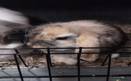 Mini Lop rabbits for sale: Mini lop rabbits  - Image 11