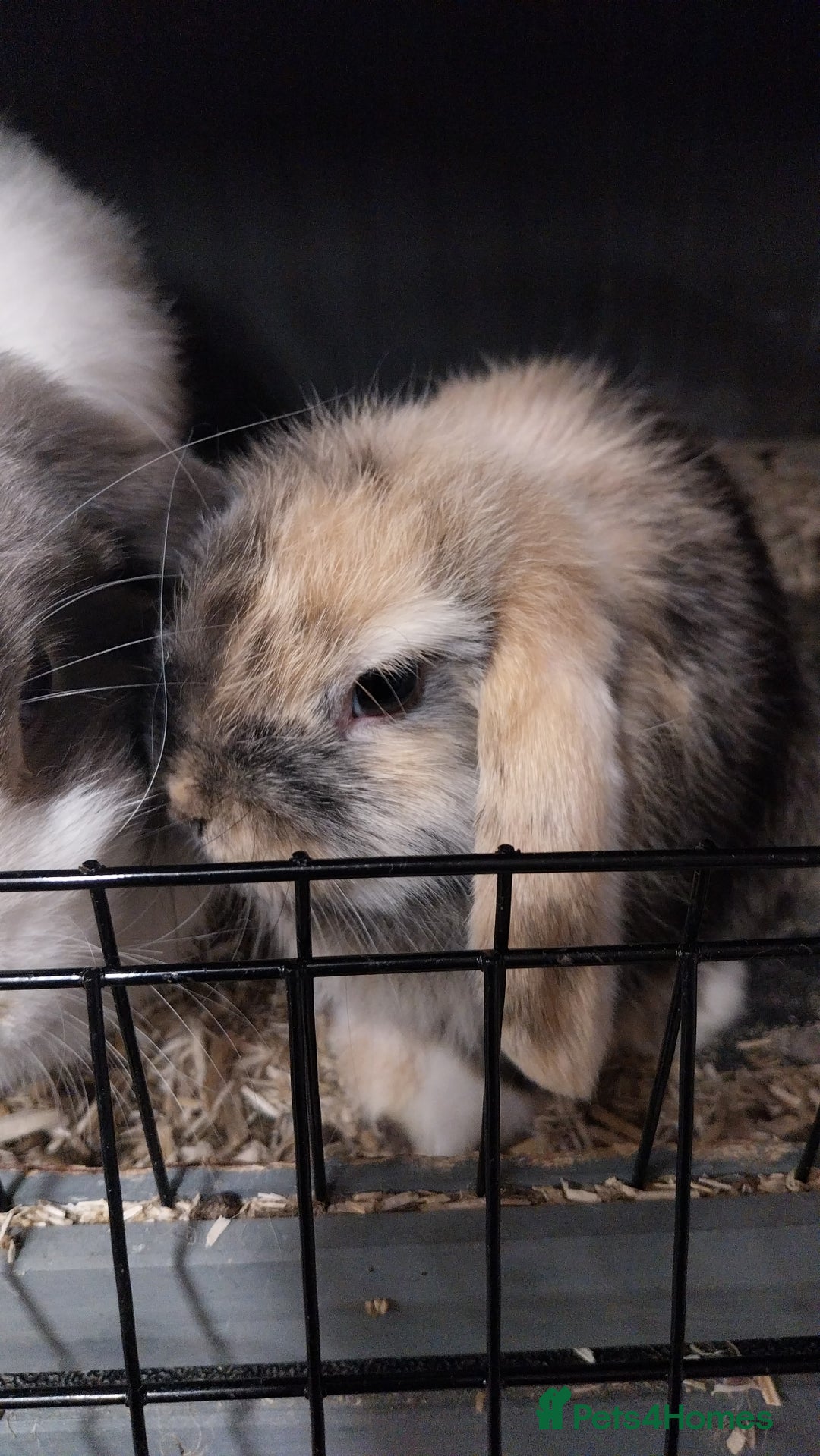 Mini Lop rabbits for sale: Mini lop rabbits  - Image 11