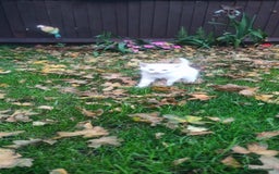 Mixed Breed cats for sale: 🐾 Kittens for Sale 🐾  - Image 3
