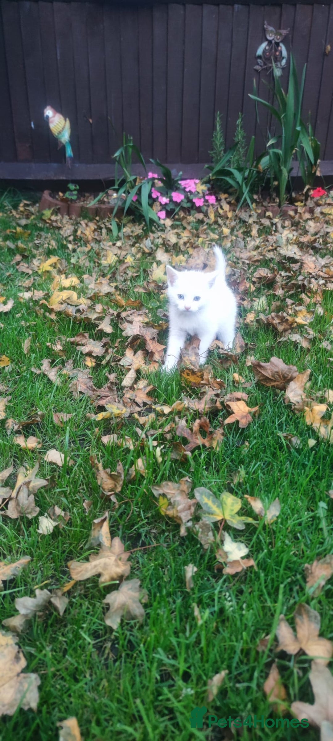 Mixed Breed cats for sale: 🐾 Kittens for Sale 🐾  - Image 3