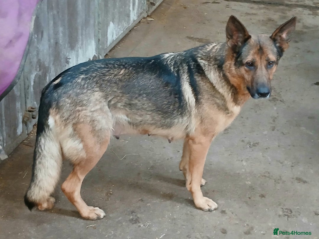 Mixed Breed dogs for sale: German Shephard/Cross - Advert 8