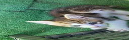 Mixed Breed cats for sale: Beatifull cittens - Advert 8