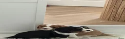 Cavalier King Charles Spaniel dogs for sale: Cavalier King Charles spaniel puppy  - Advert 4