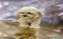 Cockapoo dogs for sale: YANKYDOODLES (COCKERPOOS) - Image 7