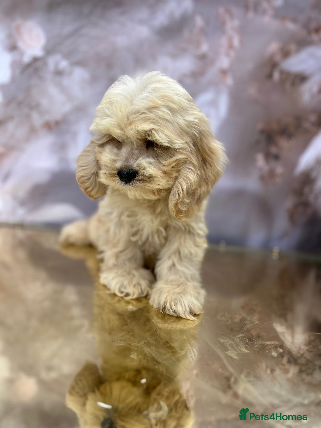Cockapoo dogs for sale: YANKYDOODLES (COCKERPOOS) - Image 7