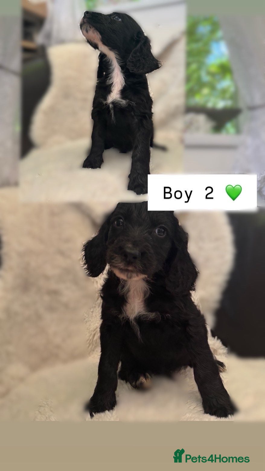 Cockapoo dogs for sale: Spinger poo  - Advert 4