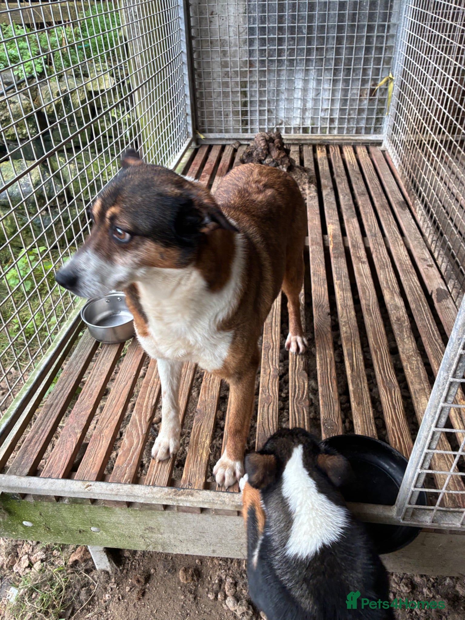 Mixed Breed dogs Collie boy pup  - Advert 4