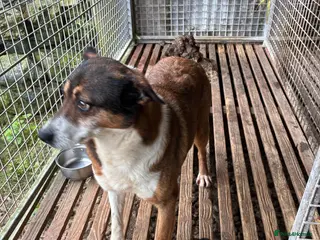 Mixed Breed dogs Collie boy pup - Advert 1