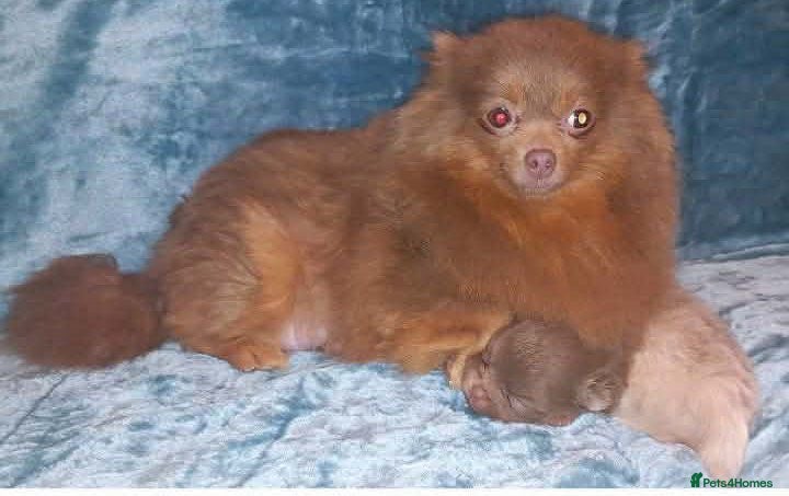 Pomeranian dogs for sale: Amazing lilac and tan micro  girl  - Advert 2