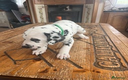 Dalmatian dogs for sale: Stunning Dalmatian puppies KC reg show winners - Image 29