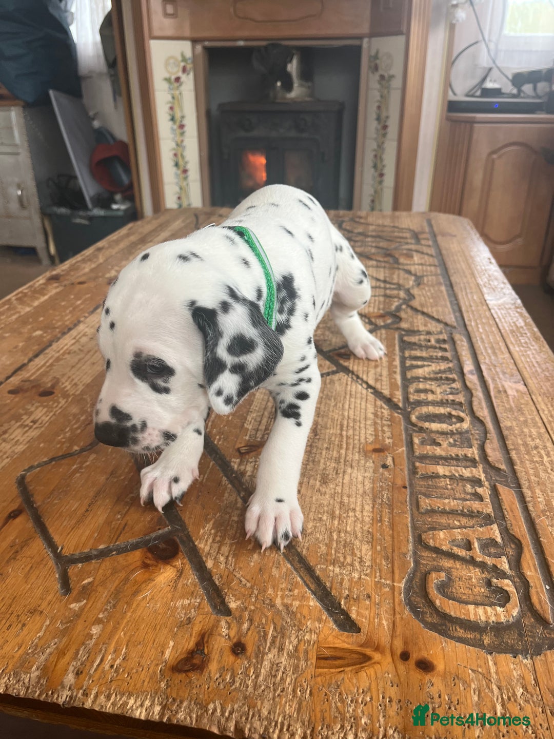 Dalmatian dogs for sale: Stunning Dalmatian puppies KC reg show winners - Image 29