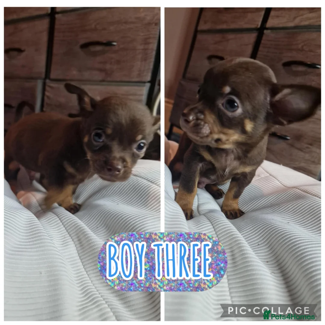 Chihuahua dogs for sale: Beautiful full breed chihuahua puppies 🐶 😍  - Advert 8