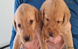 Labrador Retriever dogs for sale: Red fox labrador puppy's  - Image 15