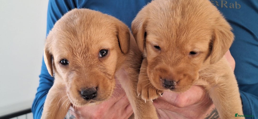 Labrador Retriever dogs for sale: Red fox labrador puppy's  - Image 15