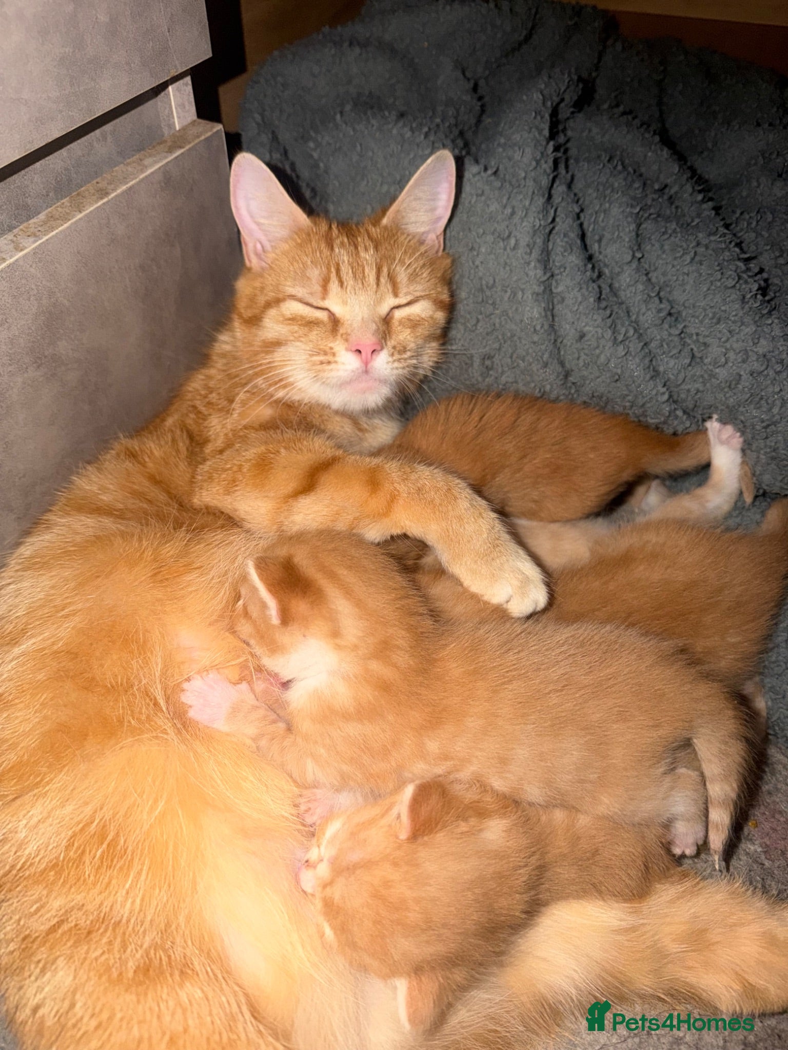 Mixed Breed cats 2 beautiful female kittens for sale  - Advert 1