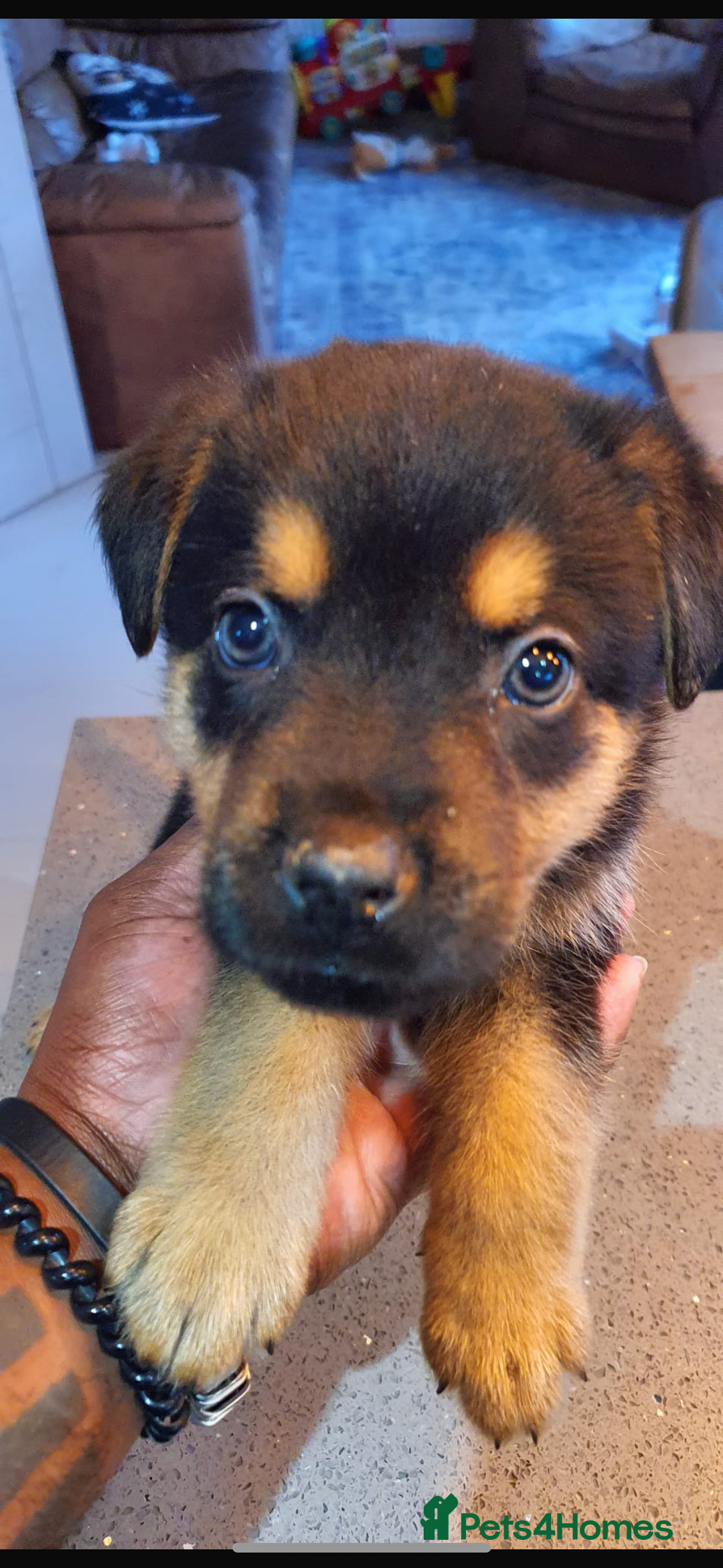 Mixed Breed dogs for sale: Puppies for sale - Advert 6