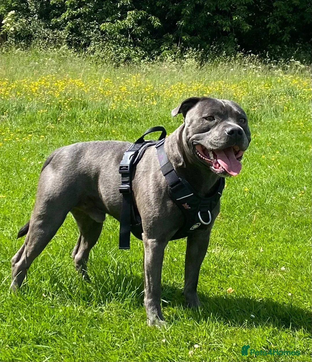 Staffordshire Bull Terrier dogs for stud: For stud in Chesterfield - Advert 1