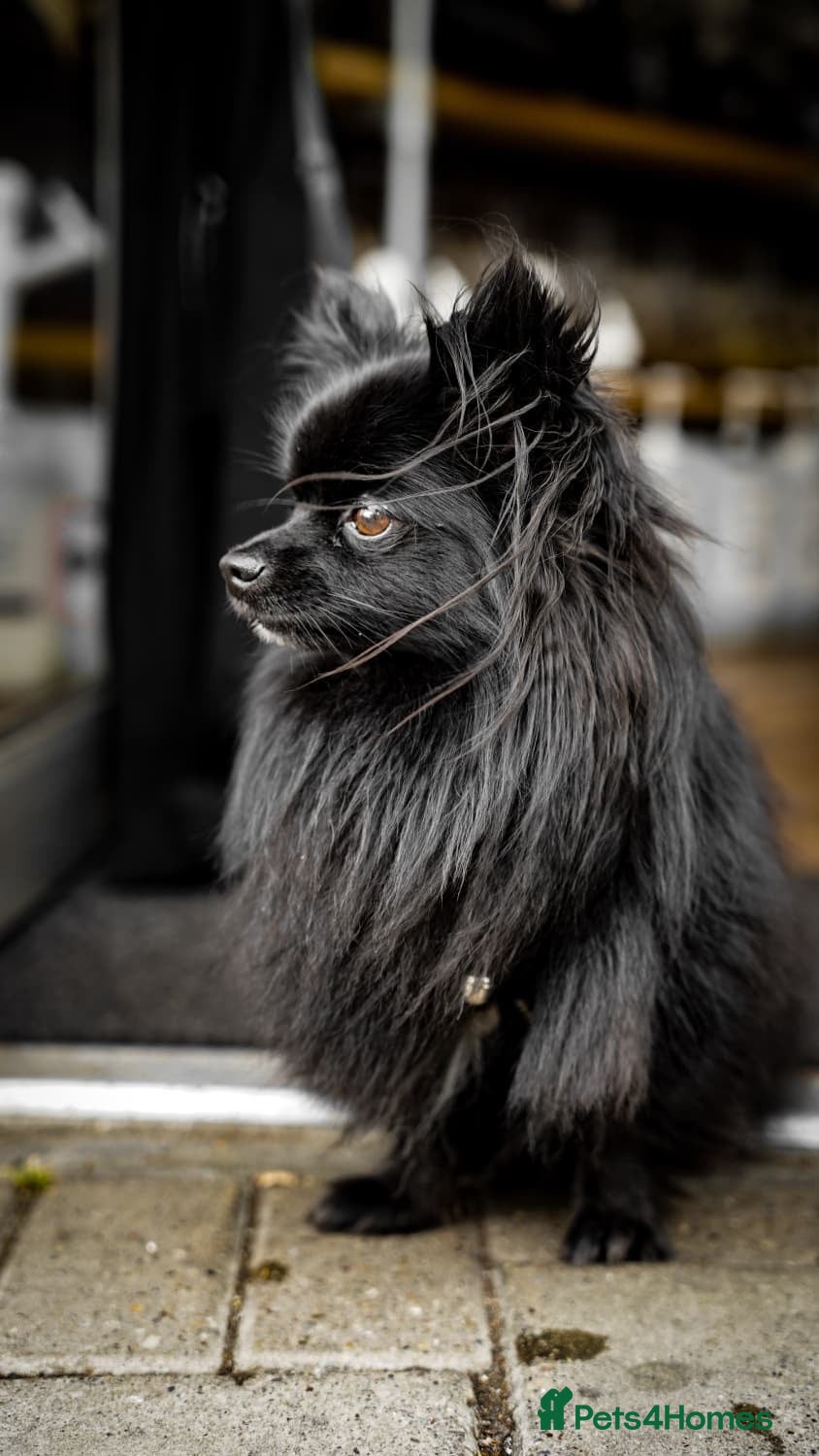 Pomeranian dogs STUD DOG - Black Pom x Papillon  - Advert 18