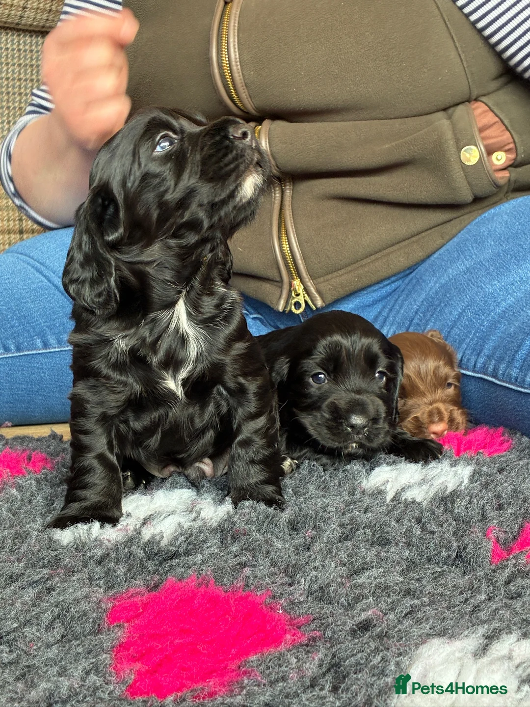 Cocker Spaniel dogs for sale: Kc registered working cocker spaniels - Advert 2