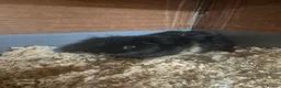 Guinea Pig rodents for sale: Older Male Guinea Pigs - Advert 4