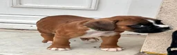 Boxer dogs for sale: READY NOW- Stunning boxer puppies - Advert 22