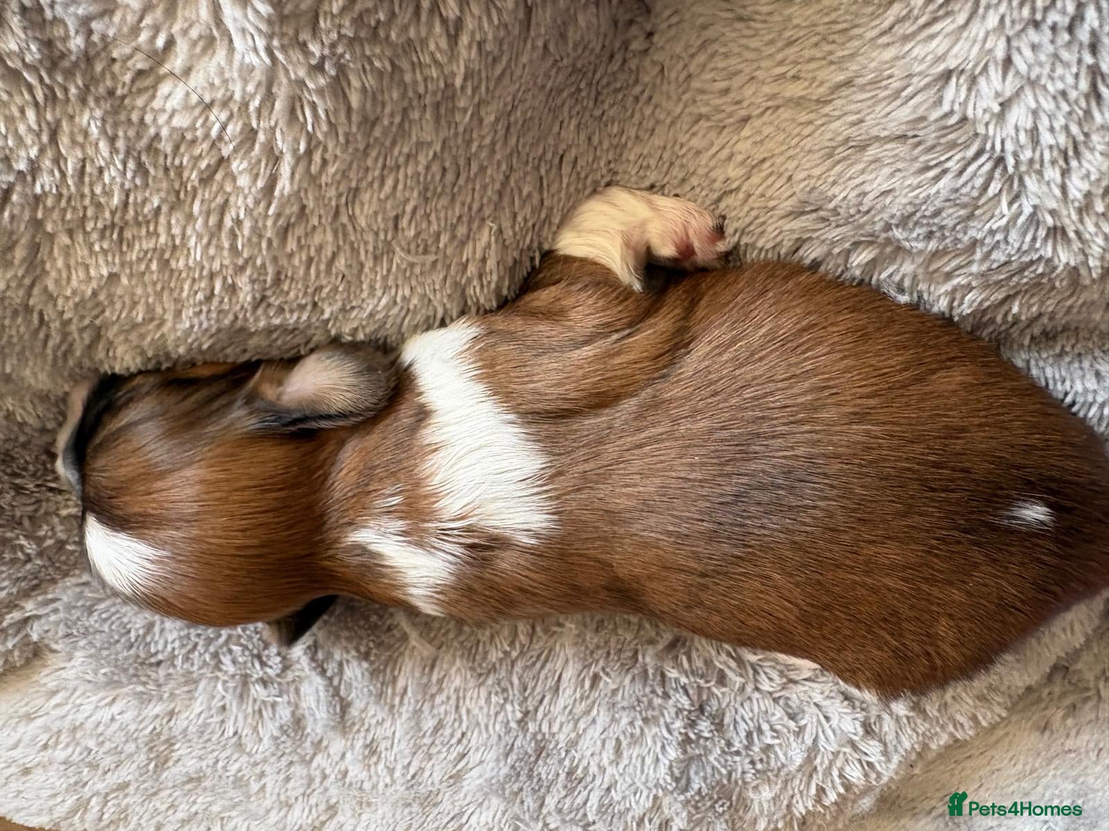 Shih Tzu dogs for sale: Shih Tzu Puppies From Small Imperial-Type Mum - Advert 21